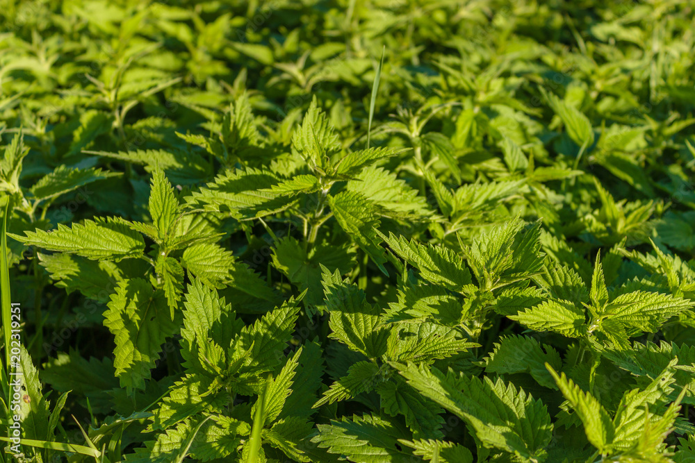 Common or Stinging Nettle, Urtica Dioica growing wild Common or Stinging Nettle, Urtica Dioica growing wild