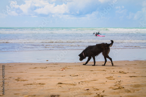 stray dog on the beach