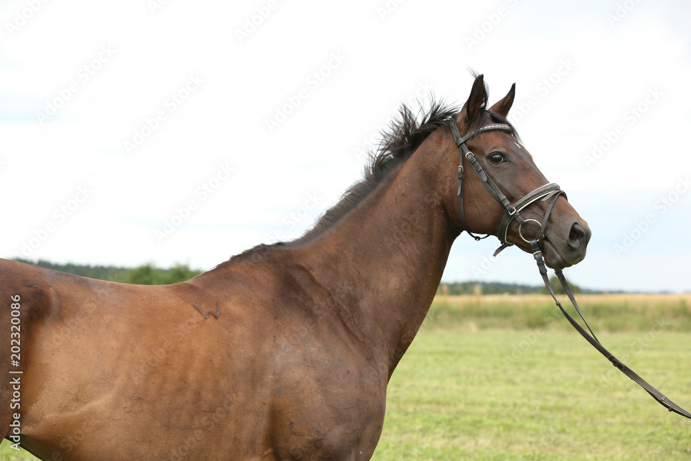 Obraz premium Nice brown purebred horse