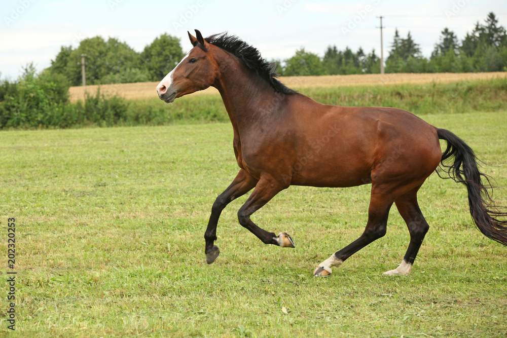 Beautiful brown horse running in freedom Beautiful brown horse running in freedom