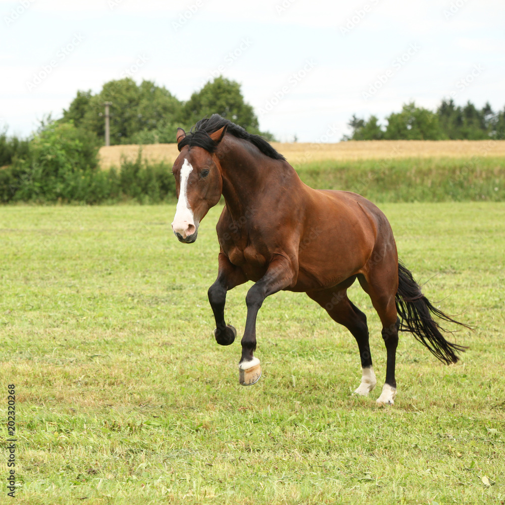 Beautiful brown horse jumping in freedom Beautiful brown horse jumping in freedom