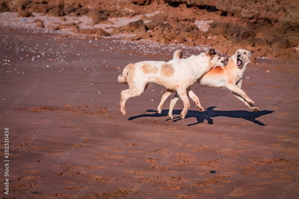 two dogs frolic on the beach
two dogs frolic on the beach