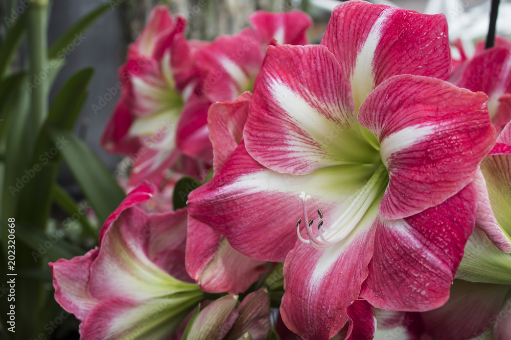 colorful lilies flowers in the spring close up colorful lilies flowers in the spring close up