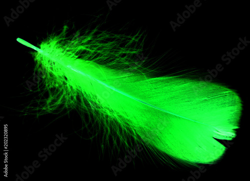 A green feather on a black background