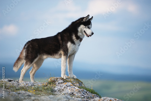 Black and white Siberian husky standing on a mountain in the background of mountains and forests. Dog on the background of a natural landscape. Blue eyes.