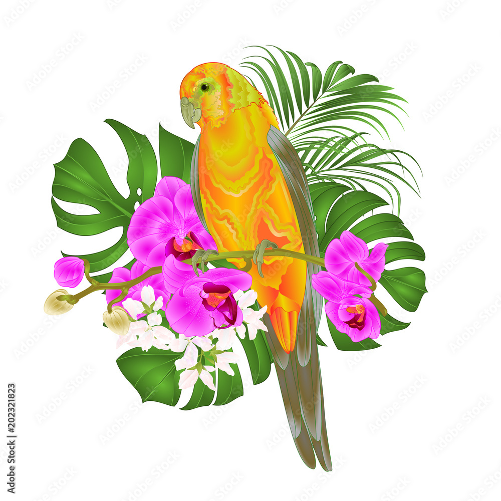 Fototapeta premium Sun Conure Parrot tropical bird standing on a purple orchid Phalaenopsis and palm, phiodendronon a white background vector illustration editable hand draw