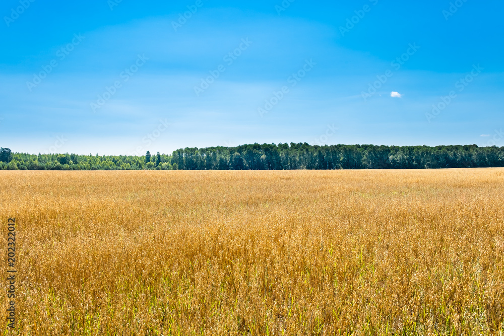 Golden field with ripe oats and deep blue sky divided by forest line on horizon. Beautiful summer rural landscape.