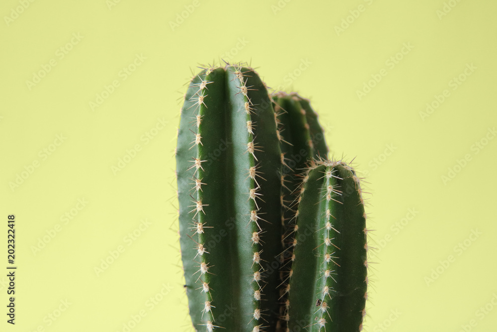 Green cactus plant in front of yellow wall Green cactus plant in front of yellow wall