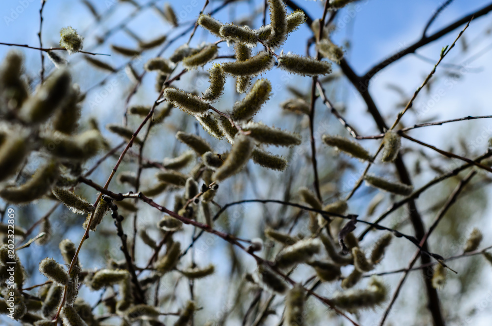 Branches of pussywillow (Salix caprea) on spring Branches of pussywillow (Salix caprea) on spring