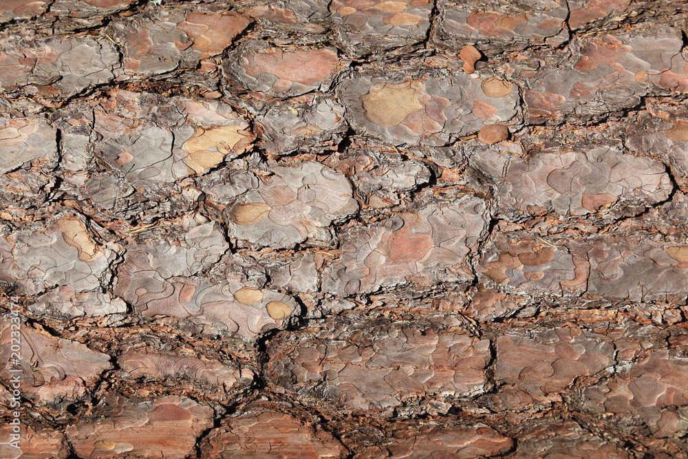 Ταπετσαρία bark of pinus sylvestris