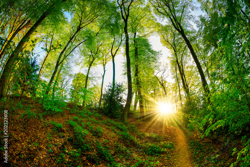 Fototapeta Naklejka Na Ścianę i Meble -  Forest in spring with green trees and bright sun