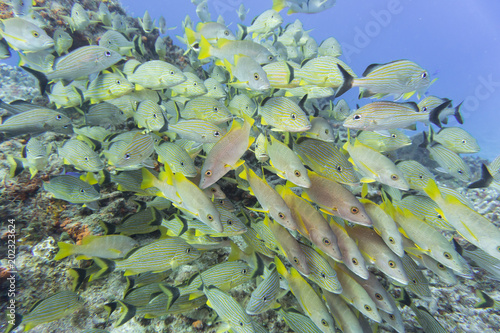 Fische  Fischschwarm  Cozumel  Yucatan  Mexiko  Tauchen  Unterwasser