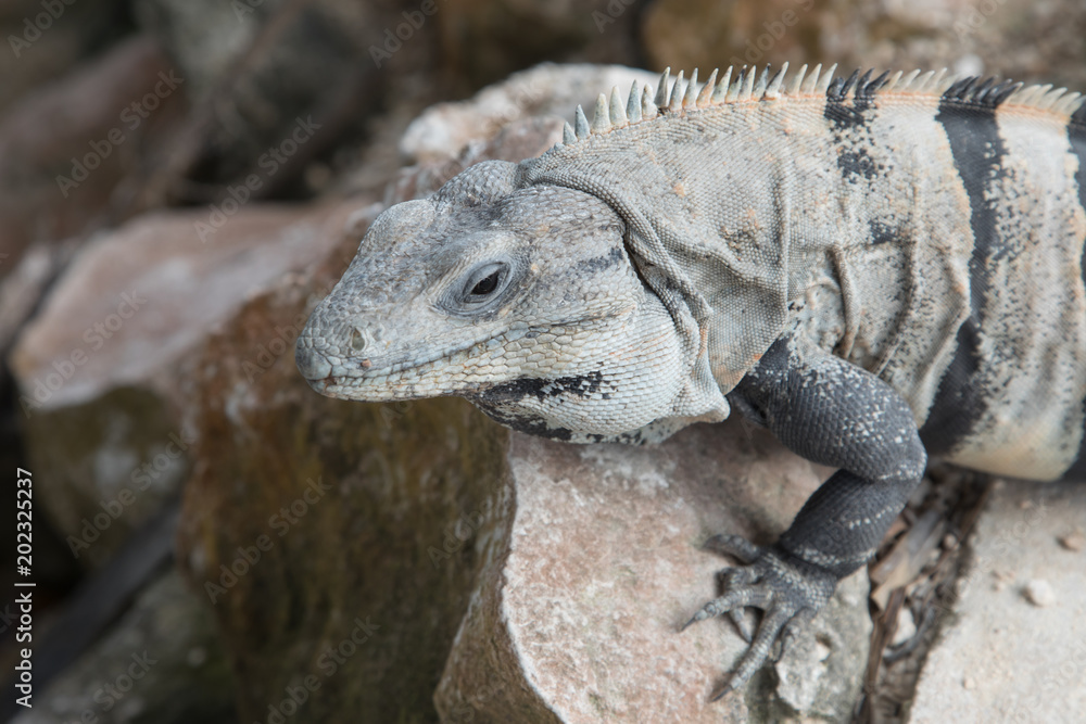 Fototapeta premium Echse, Leguan, Schwarzer Leguan, Iguana Iguana, Ctenosaura similis, Yucatan, Mexiko