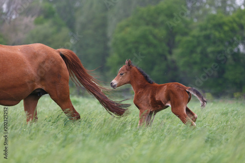 Fohlen auf der Wiese