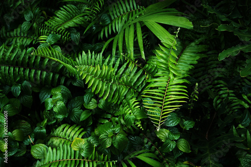 Tropical green leaf © wasan