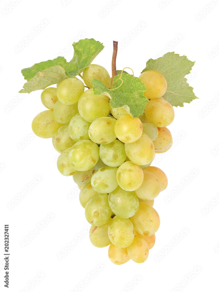 Obraz premium White grape