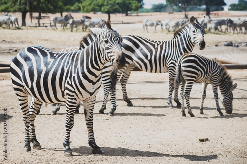 A herd of zebras grazing in the reserve in a safari. Zebras are several species of African equids (horse family) united by their distinctive black and white striped coats. Their stripes come in differ
