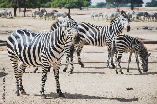 A herd of zebras grazing in the reserve in a safari. Zebras are several species of African equids  horse family  united by their distinctive black and white striped coats. Their stripes come in differ