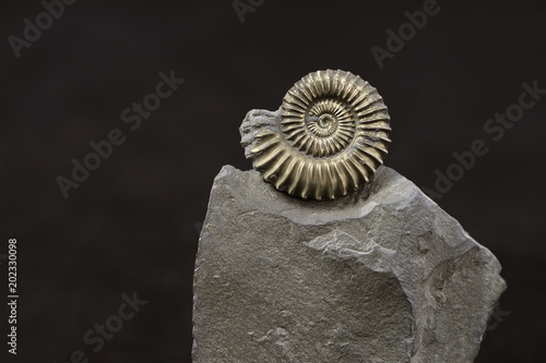 Pyritic ammonite Polymorphites bronni from the Liassic Syncline of Herford (Northrhine-Westphalia, Germany), 25 millimetres diametre, Lower Pliensbachian (around 185 million years old) photo