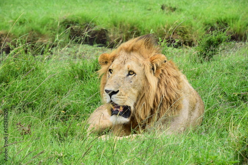 Le  n en el Masai Mara Kenya