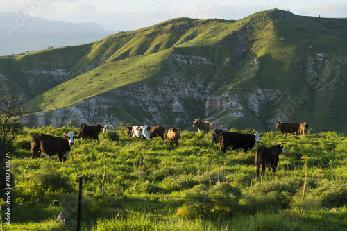 Grazing cows in meadows in the mountains at sunset by Kinneret lake