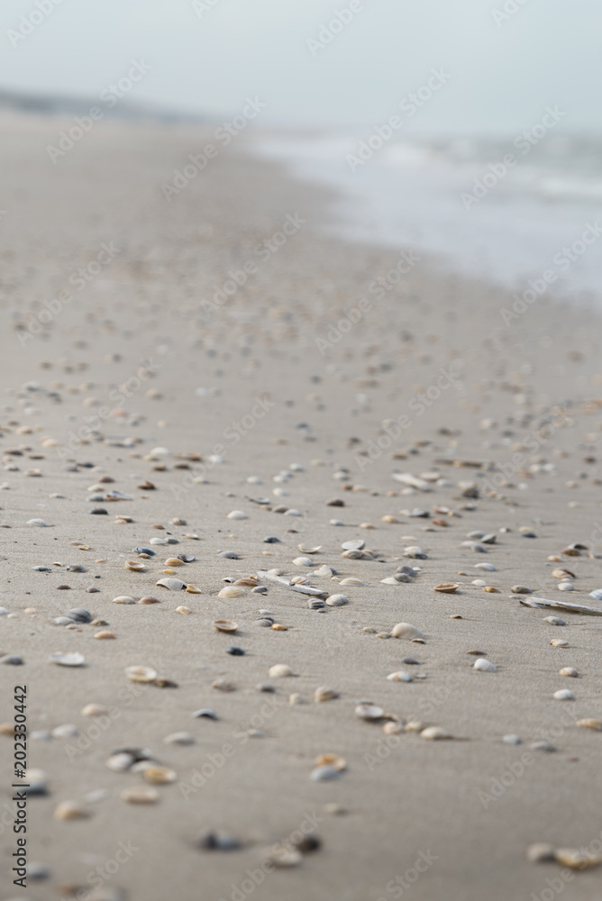 Seashells on the beach with blue sky, sand and water Seashells on the beach with blue sky, sand and water