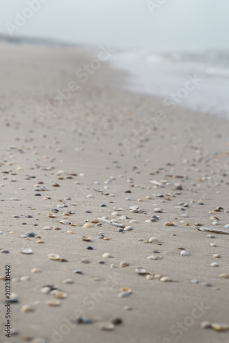 Seashells on the beach with blue sky, sand and water