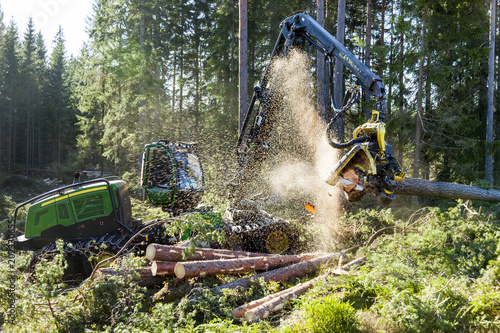 Feller buncher in forest