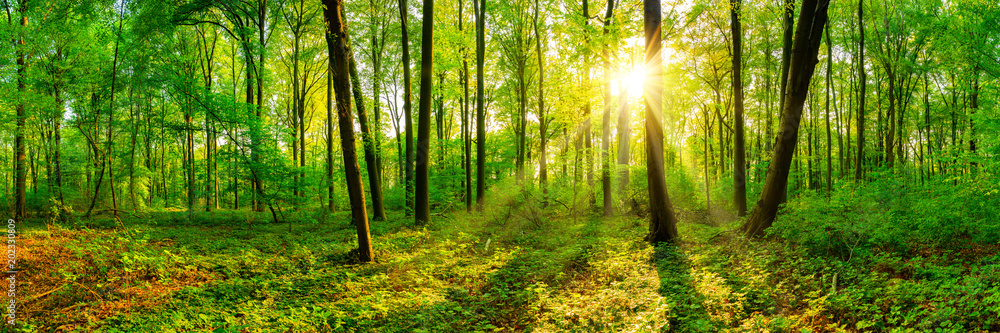 Naklejka premium Piękna lasowa panorama na wiosnę z jaskrawym słońcem