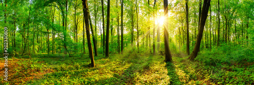 Beautiful forest panorama in spring with bright sun