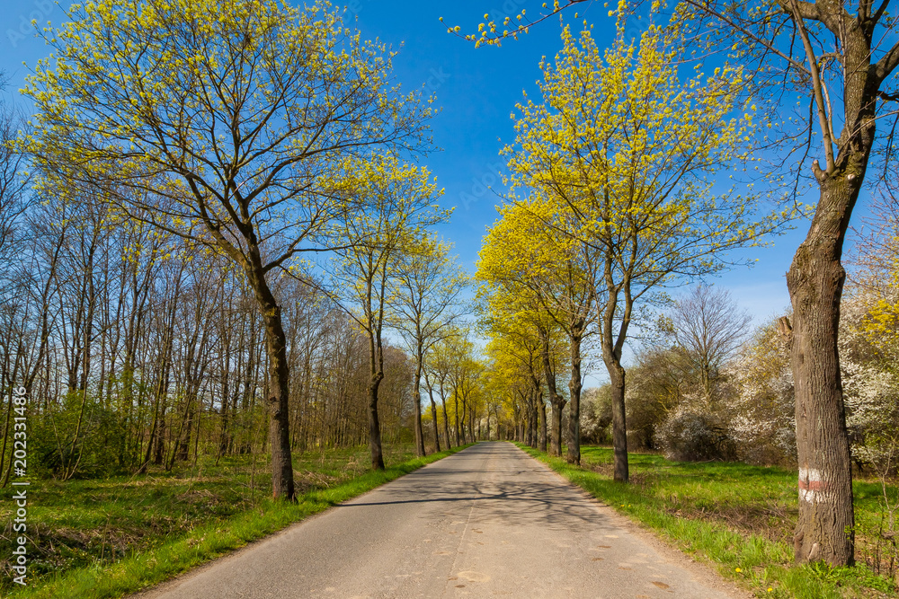 Road with the trees, landscape in Poland