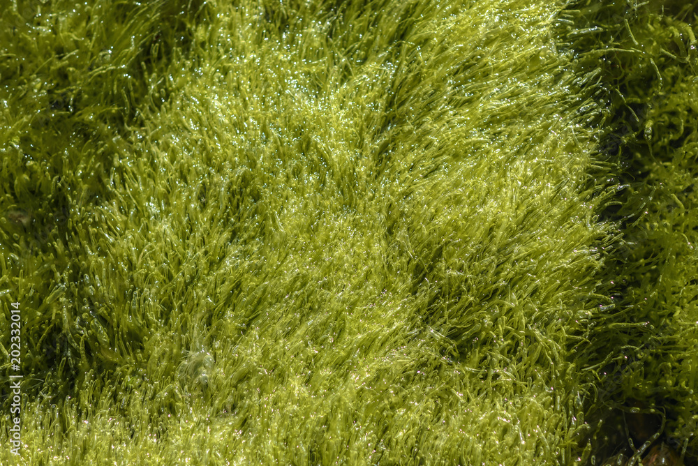 Seaweeds swimming in the sea. The coast of Norway. Seaweeds swimming in the sea. The coast of Norway.