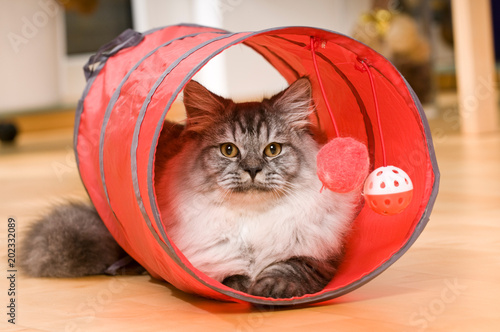 Britisch Langhaar Kater liegt in einem Rascheltunnel photo