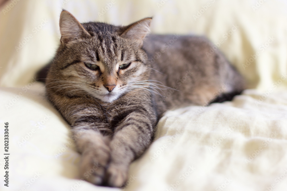 beautiful gray cat lying on the bed stretching his legs,with half-closed eyes