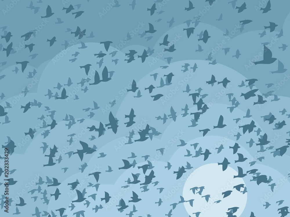 Sky with birds. Sky with birds.