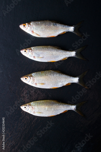 Roach fish or rutilus fish on black metal background with pieces of ice