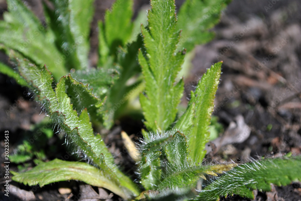 Green fluffy poppies leaves close up, brown ground soft blurry background Green fluffy poppies leaves close up, brown ground soft blurry background
