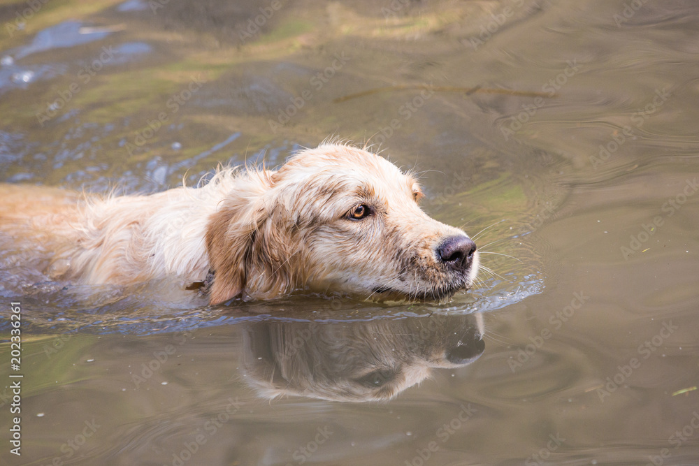 portrait of golden retrievers dog outdoors from belgium portrait of golden retrievers dog outdoors from belgium