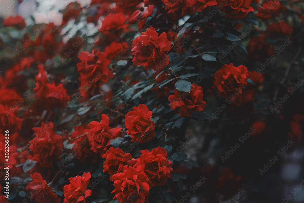 Red roses