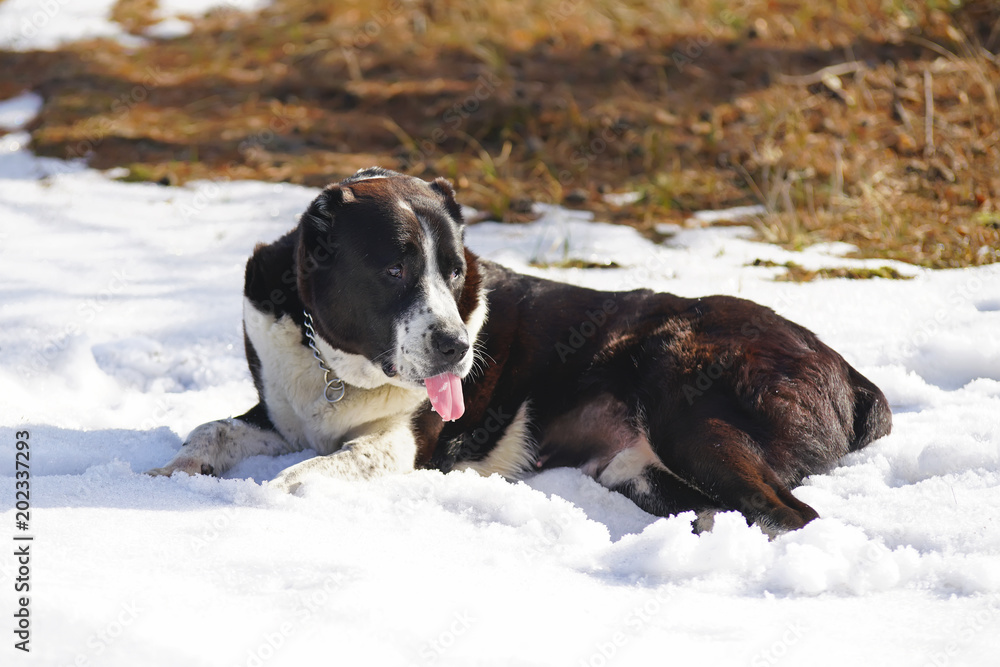 Black and white Central Asian Shepherd (Alabai dog) with cropped ears lying outdoors and eating a snow in winter