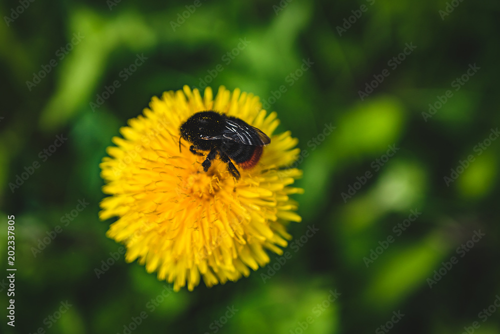Bumblebee on a yellow flower on a sunny summer day Bumblebee on a yellow flower on a sunny summer day