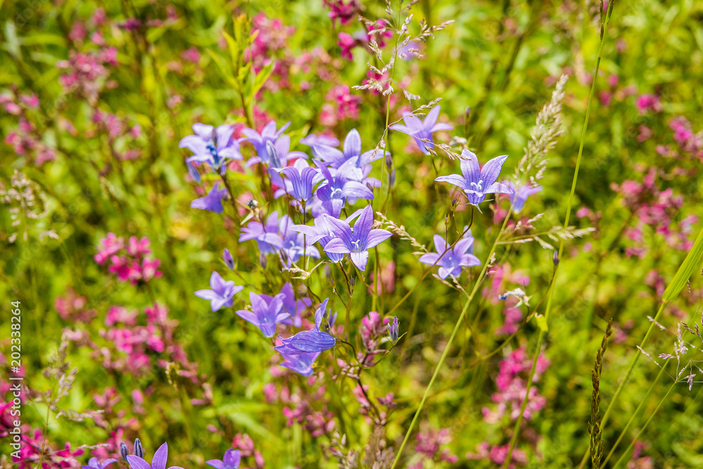 Wildflowers on a sunny summer day on the field