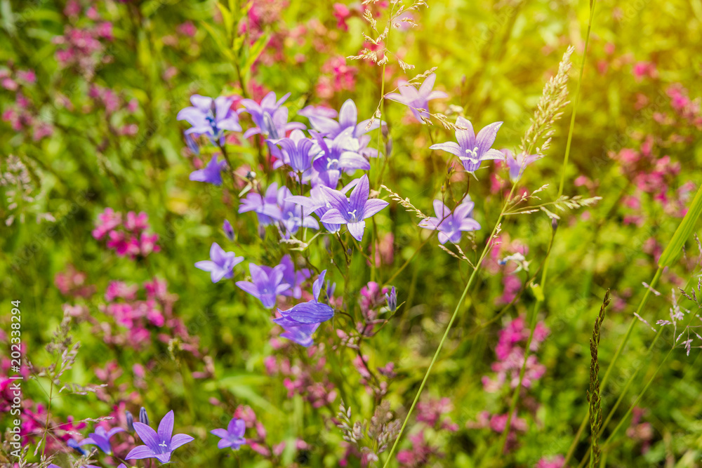 Wildflowers on a sunny summer day on the field Wildflowers on a sunny summer day on the field