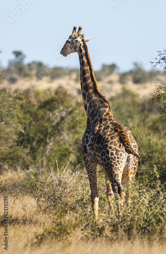 Giraffa  Kruger National Park