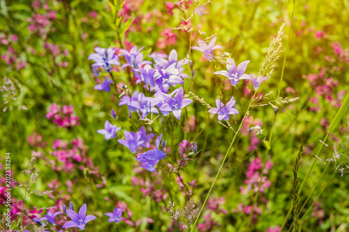 Wildflowers on a sunny summer day on the field