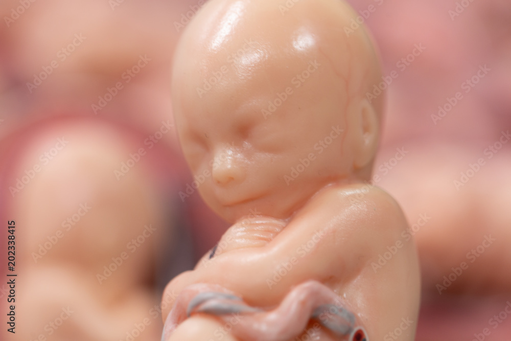 Fotografie Embryo model, fetus for classroom education.