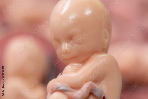 Embryo model, fetus for classroom education.