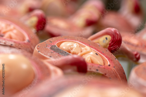 Embryo model, fetus for classroom education. photo