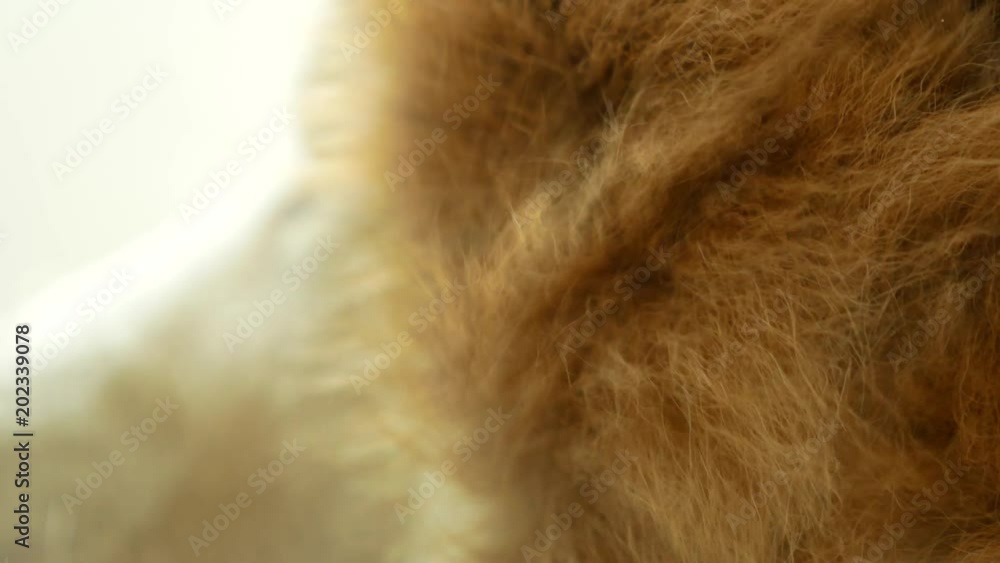Abstract of The Siberian Husky Hair Abstract of The Siberian Husky Hair