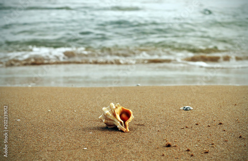 Conch shell on the seashore